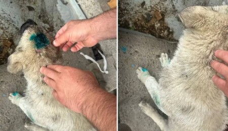 Zonguldak'ta 'insan' yavru köpeği ısırdı