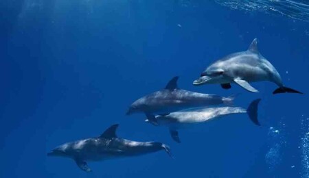 Yakın arkadaşı olan yunuslar daha yavaş yaşlanıyor