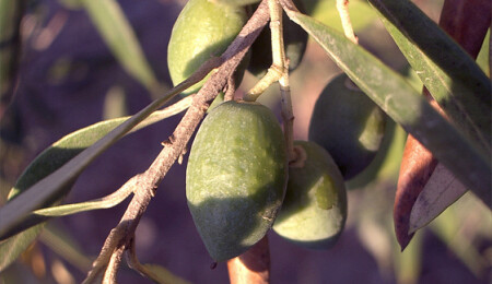 Başkasına ait bir araziden 22 kilo zeytin çaldı