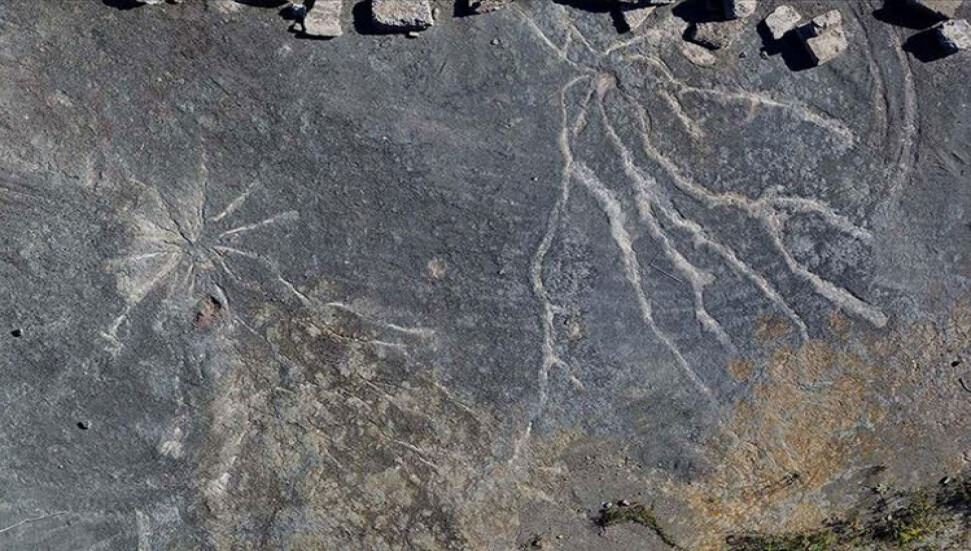İlk kuşların nasıl uçmaya başladığı tartışması noktalandı