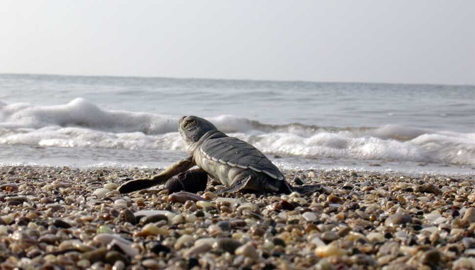 Tedavileri tamamlanan caretta carettalar denize bırakıldı