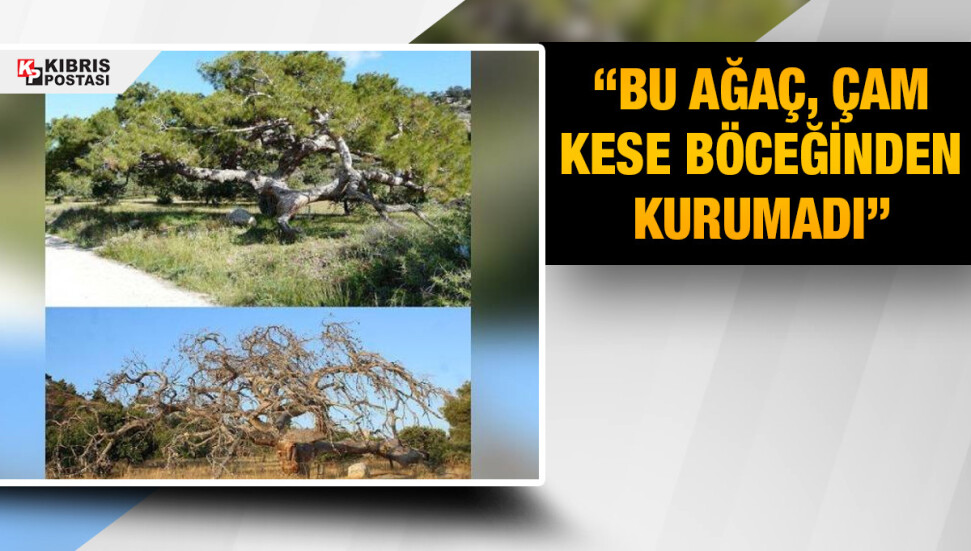 Sosyal medyada gündem olmuştu… Kemal Basat: Bu ağaç çam kese böceğinden kurumadı