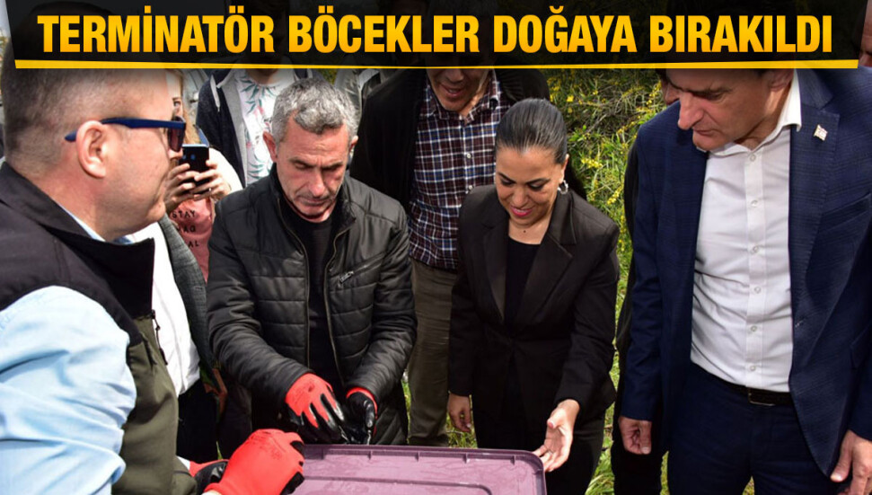 Çam kese böceklerine karşı terminatör böcekler doğaya bırakıldı