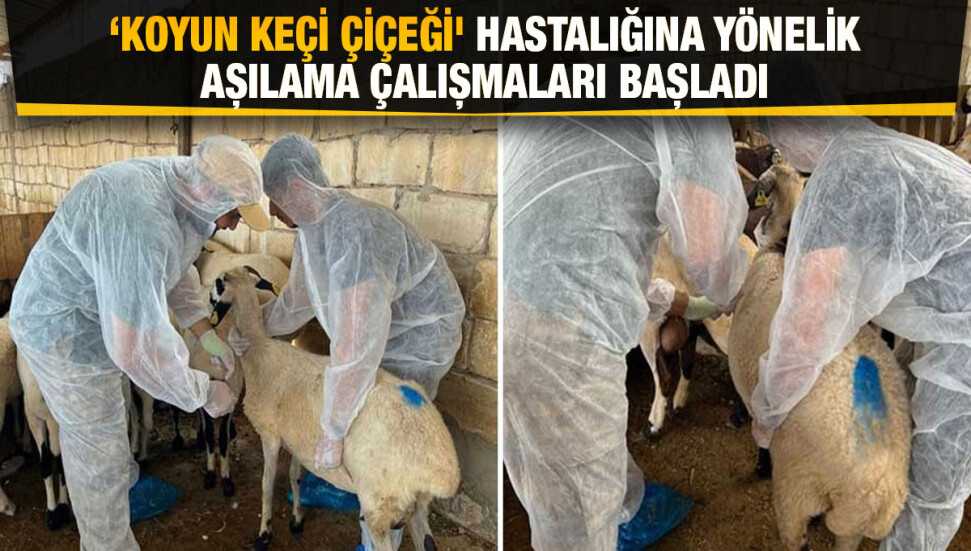 Gazimağusa’da 5 bin 710 küçükbaş 'koyun keçi çiçeği' hastalığına karşı aşılandı
