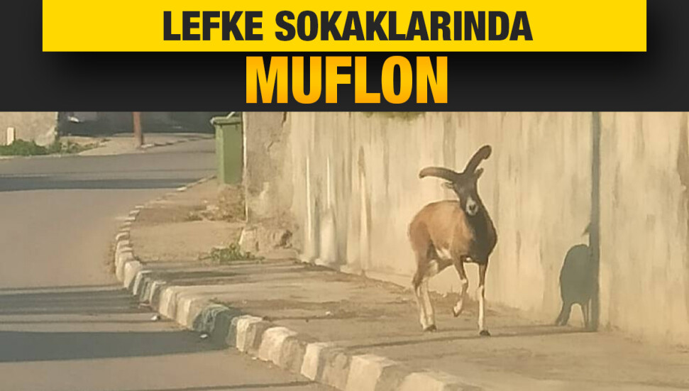 Yolunu kaybeden muflon, Lefke sokaklarında