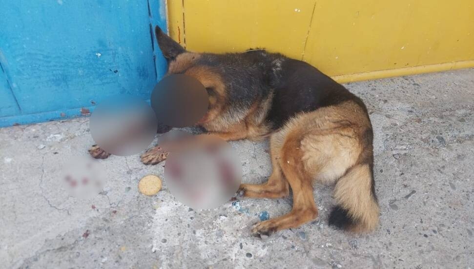 Yalova Spor Kulübü Yöneticileri: Köpeğin dövülmesi olayının üstü örtülmeyecek; olayın takipçisiyiz