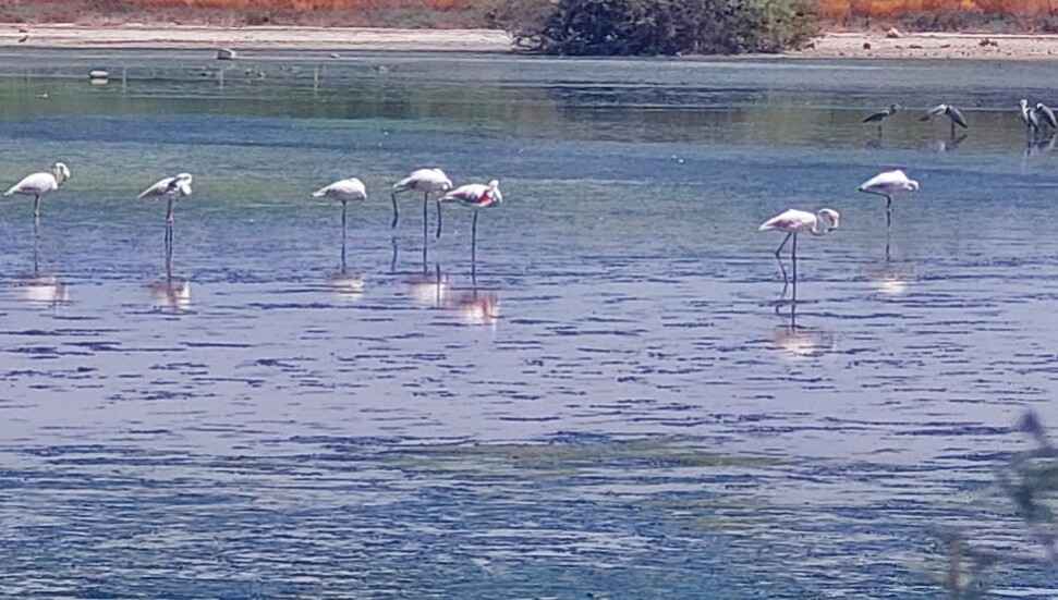 Flamingoların suda girdaplar yaratarak avlandığı keşfedildi