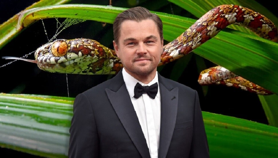 DiCaprio yeni keşfedilen yılan türüne en sevdiği kadının adını verdi