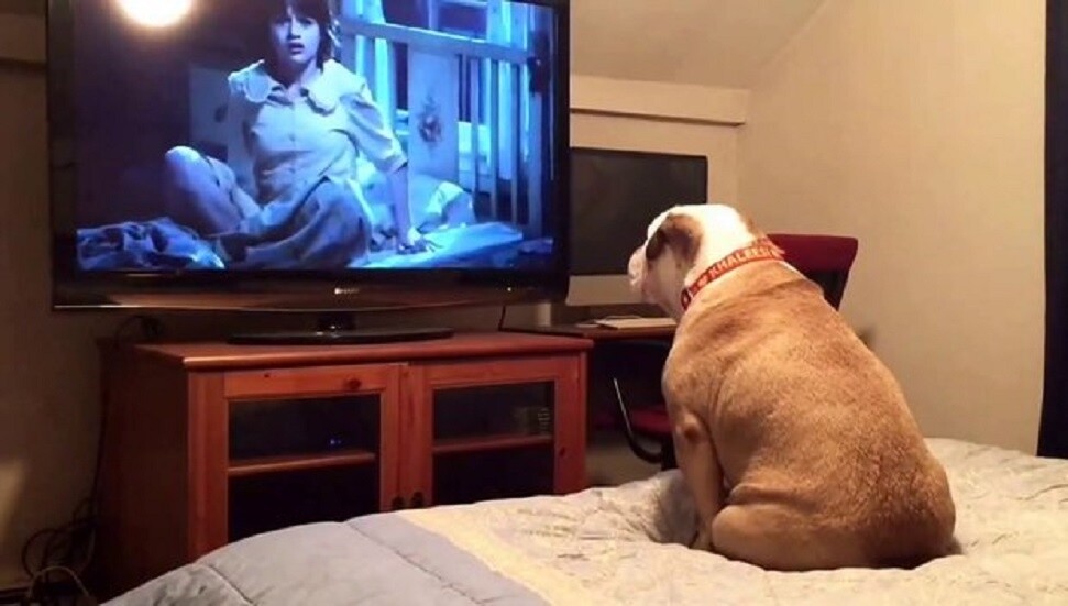 Köpeklerin de favori TV programları var