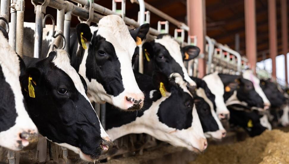 Değirmenlik Akıncılar Belediyesi: Şap hastalığına karşı 4 noktaya dezenfeksiyon halısı serildi