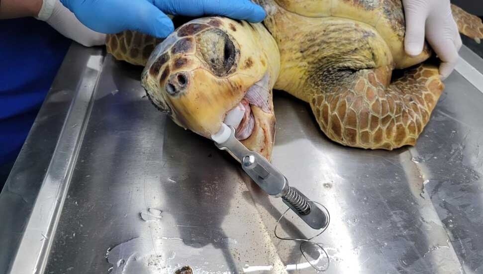Antalya'da yaralı caretta caretta kurtarıldı