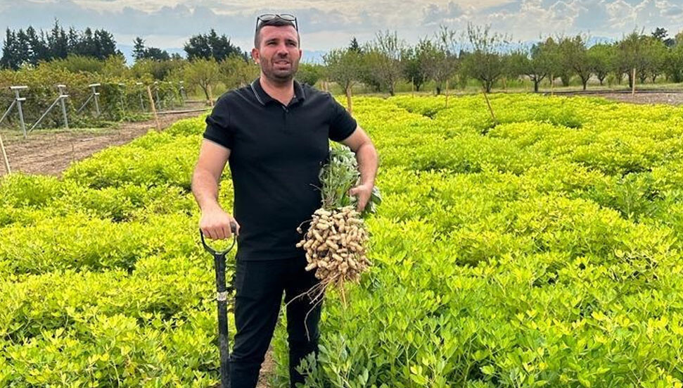 Yer fıstığı üretim denemesinde ümit verici sonuçlar