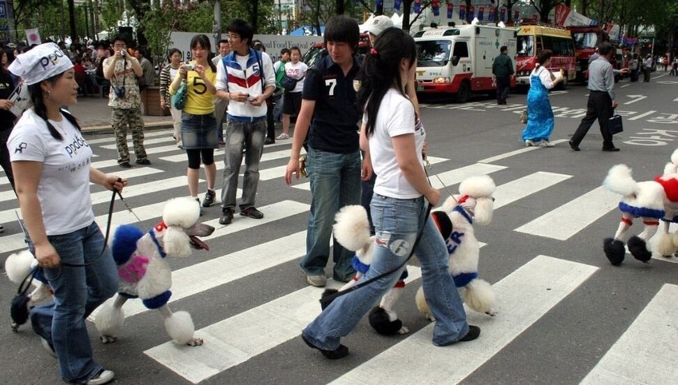 Güney Kore'de köpek etinin ticaret ve tüketimini yasaklayan yasa yürürlüğe girdi