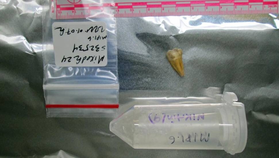 Harvard’ın DNA araştırması: Dünya nüfusunun yarısının kökenleri ortaya çıktı