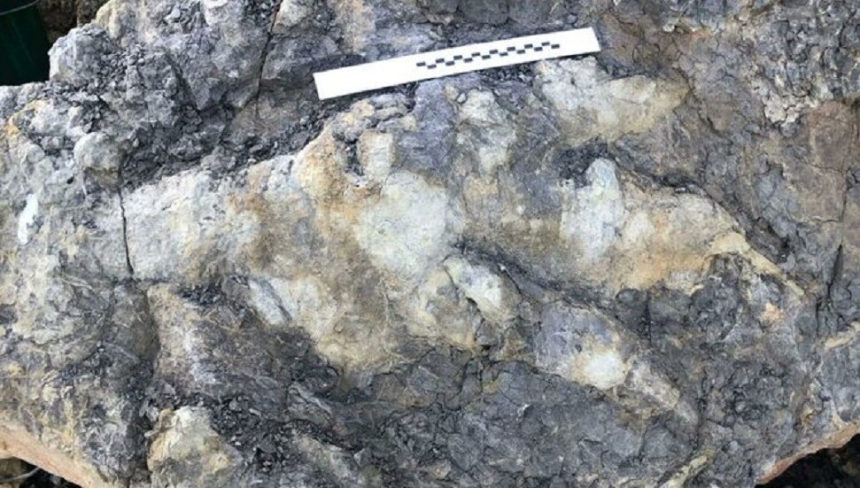 İngiltere'nin Yorkshire bölgesinde "bir metrelik dinozor ayak izi" bulundu