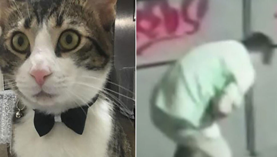 İstanbul’da kedi katili serbest bırakıldı!
