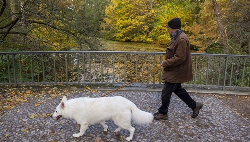 Almanya'da belediyeler 2023’te köpek vergisinden rekor gelir elde etti