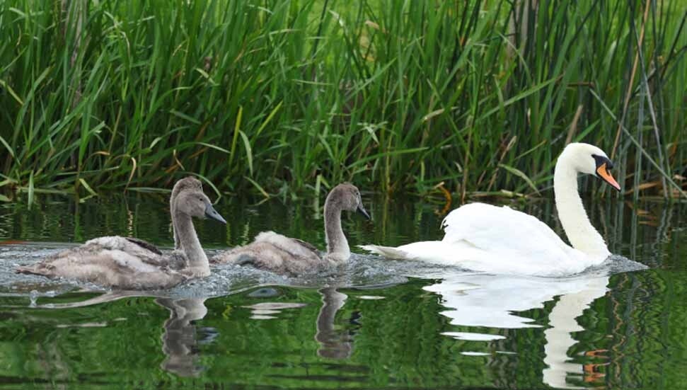 İngiltere'nin 838 yıllık geleneği: Kuğu nüfus sayımı