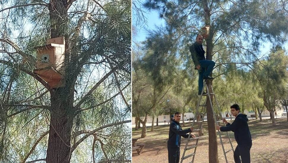 Gazimağusa Ticaret Lisesi’nde çam kese böceklerine karşı bahçeye kuş yuvaları asıldı