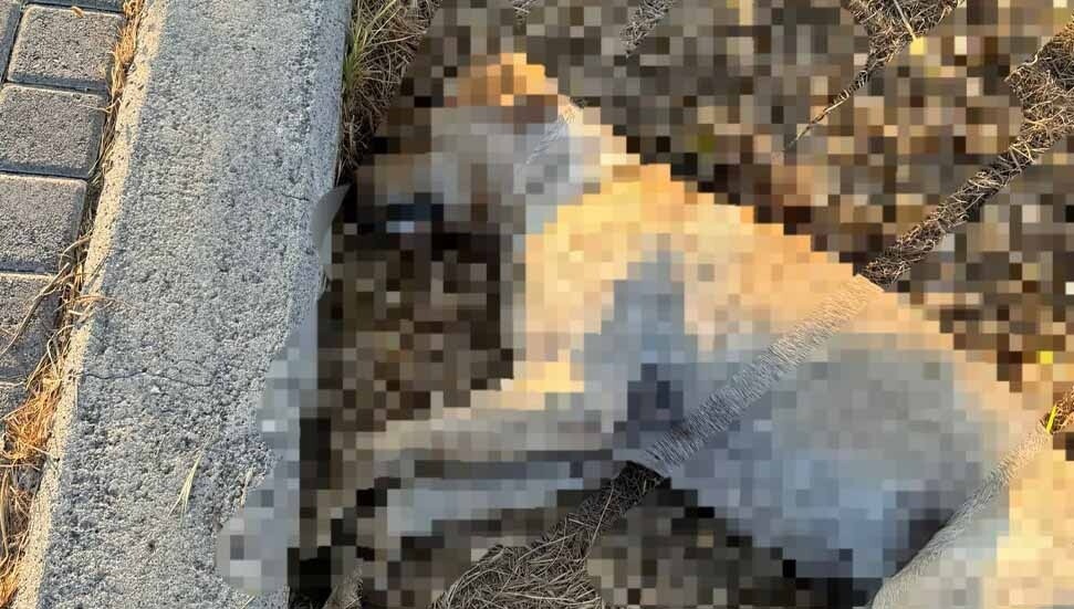 Lapta Sahil Yolu'nda en az 7 köpek zehirlendi!