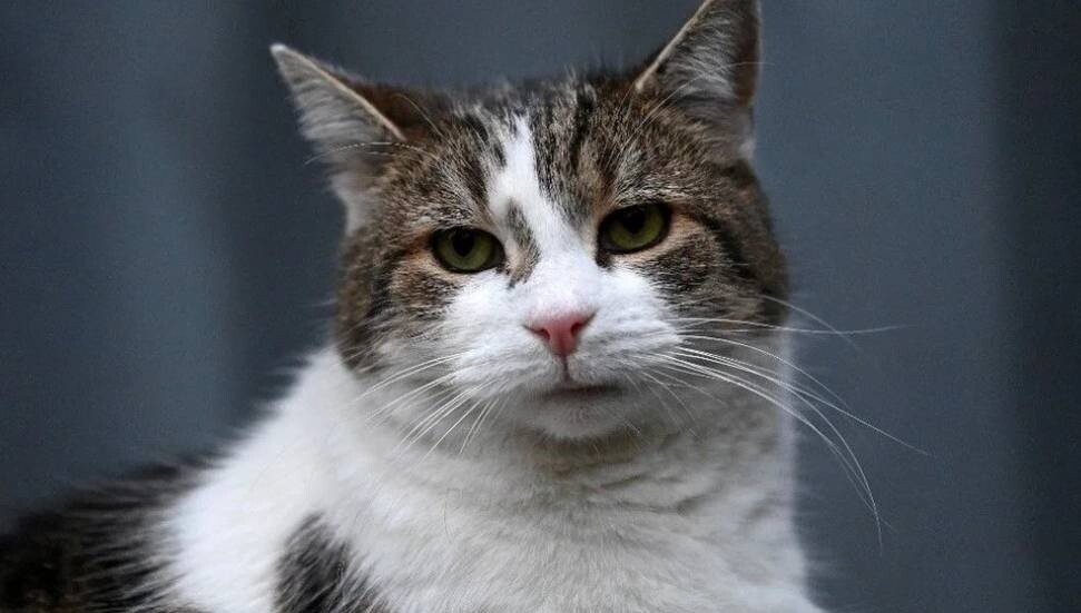 İngiltere'de beş başbakan deviren kedi Larry hala görev başında