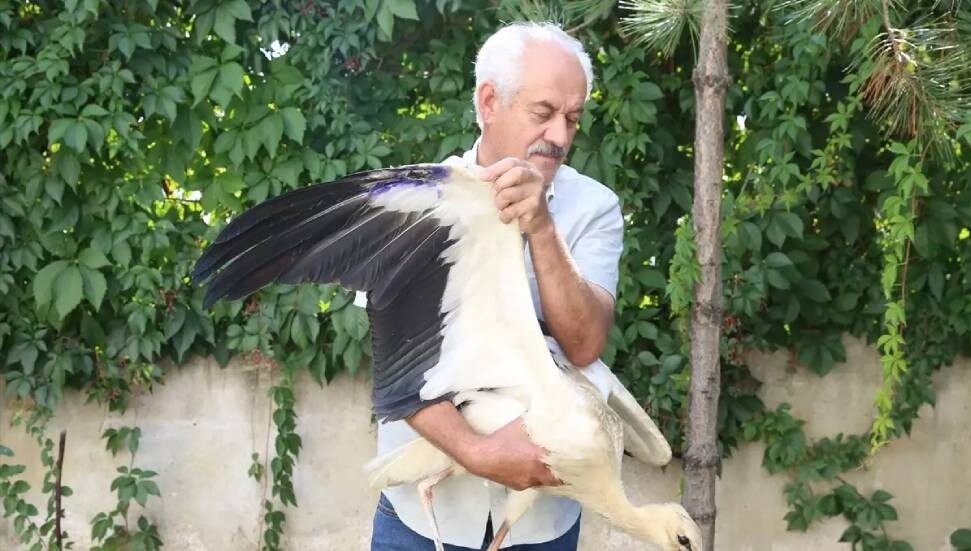 Yaralı leylek yavrusuna ilk tedavi