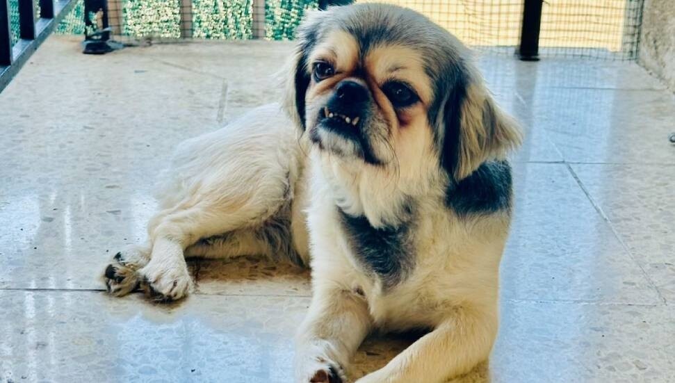 Kayıp köpek 'Maya’ her yerde aranıyor: Maya'yı bulana 10 bin TL ödül verilecek