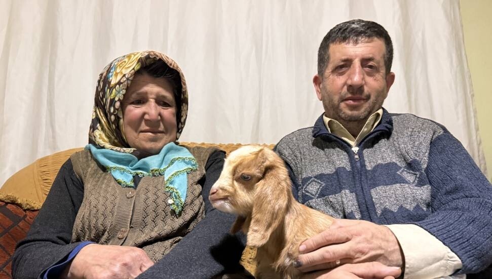 Oğlağa evde bebek gibi bakıyorlar