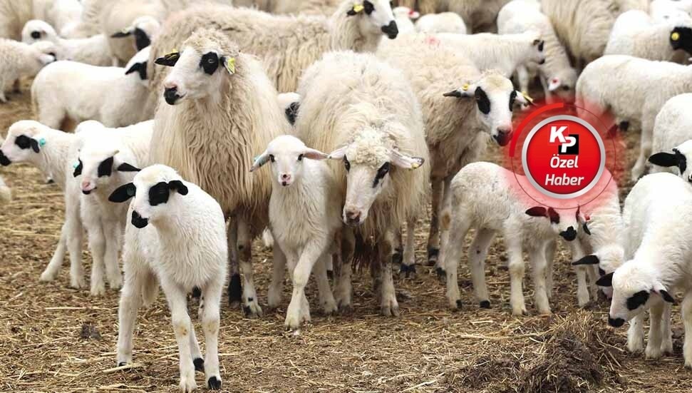 Hayvan üreticilerinden kendi birliklerinin kararına tepki: Maliyetlere katlanamayız, satışa devam edeceğiz