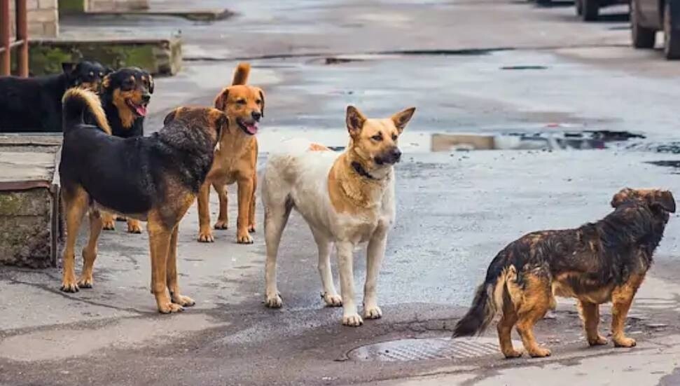 Lefke Çevre ve Ekoloji Derneği, terk edilen köpeklere "başıboş" dedi, tehlike oluşturduklarını iddia etti!