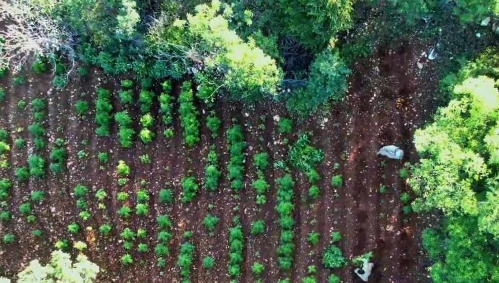 Diyarbakır'da 7 milyon 543 bin kök kenevir ve skunk ele geçirildi