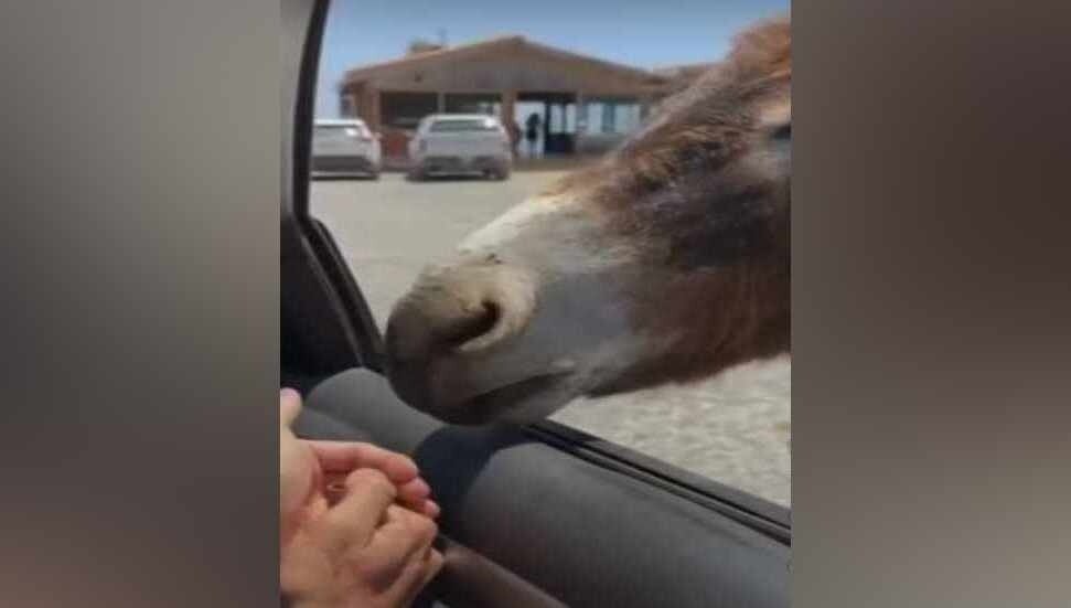 Eşeğe sigara verip çakmak çaktılar: Eşekler başıboş olabilir ama sahipsiz değiller
