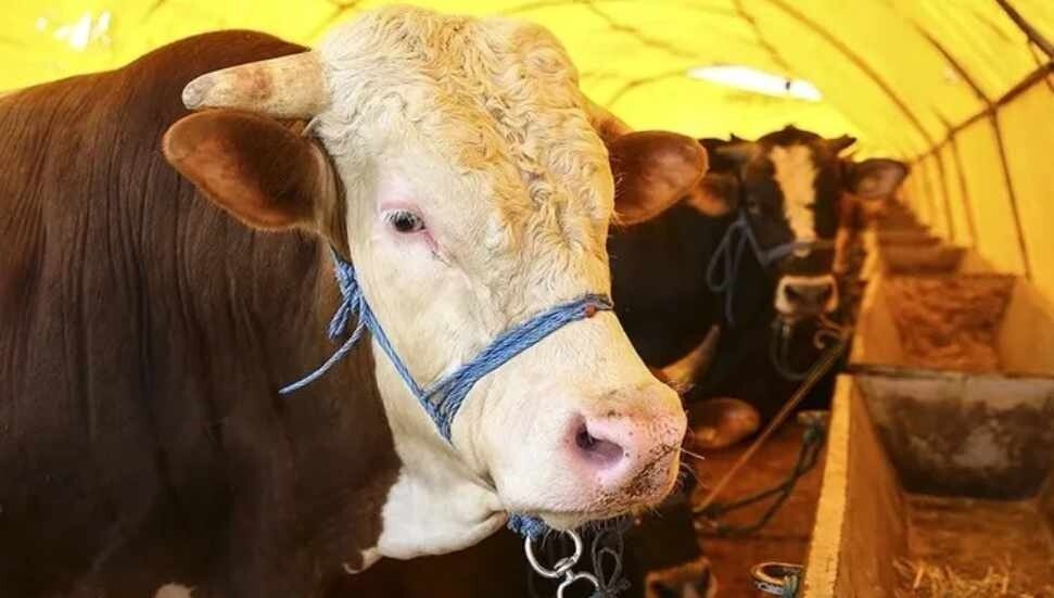 Kulak küpesiz 4 tosunun ele geçirilmesiyle ilgili bağlantısı olan 1 kişi daha tutuklandı