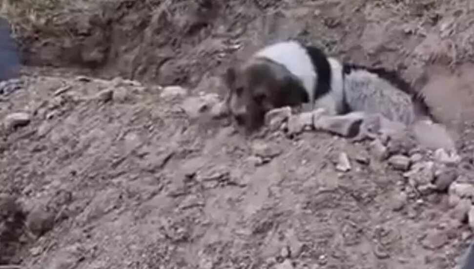 Mezar başında nöbet: Vefalı köpek ölen sahibinin mezarını terk etmiyor