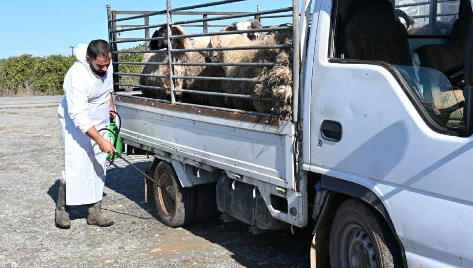 Lefke Belediyesi, şap hastalığına karşı dezenfeksiyon uygulaması başlattı