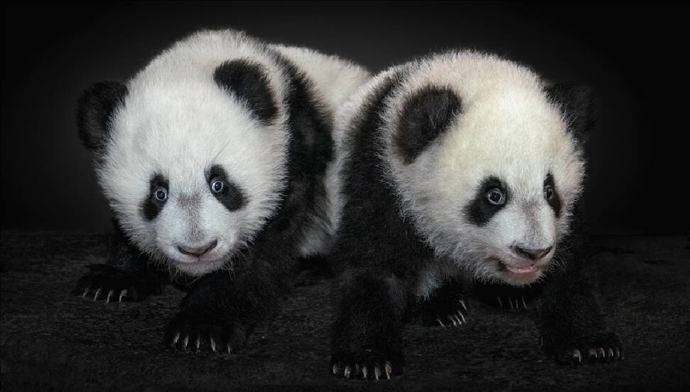 Japonya ikiz pandaların Çin'e dönmesiyle 50 yıl sonra pandasız kalacak