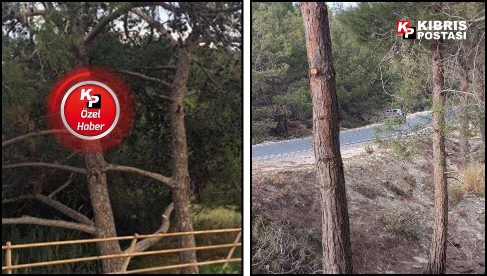 Doğanın şaheseri kayboldu: Akdeniz çam kabuk böceği birleşen çam ağaçlarını kuruttu