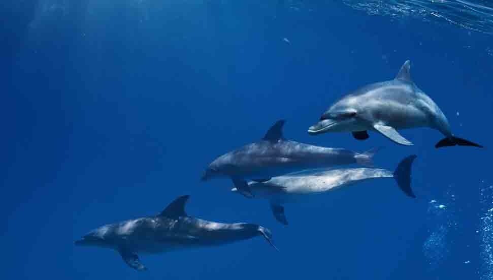 Yakın arkadaşı olan yunuslar daha yavaş yaşlanıyor