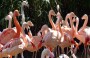 Kıbrıs’ta flamingo sayısı son 12 yılda yüzde 14-31 azaldı